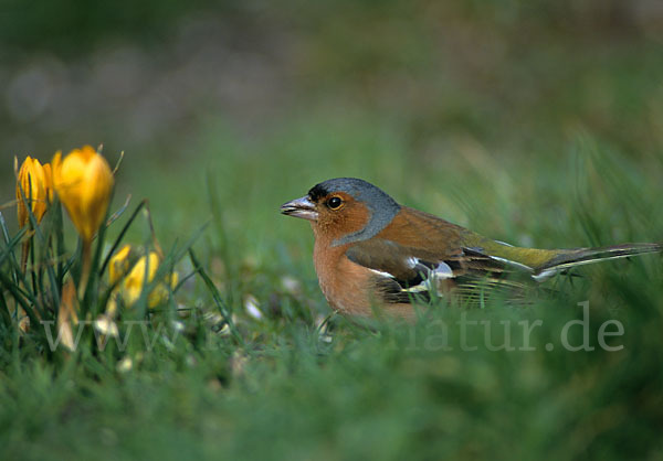 Buchfink (Fringilla coelebs)