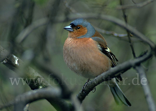 Buchfink (Fringilla coelebs)