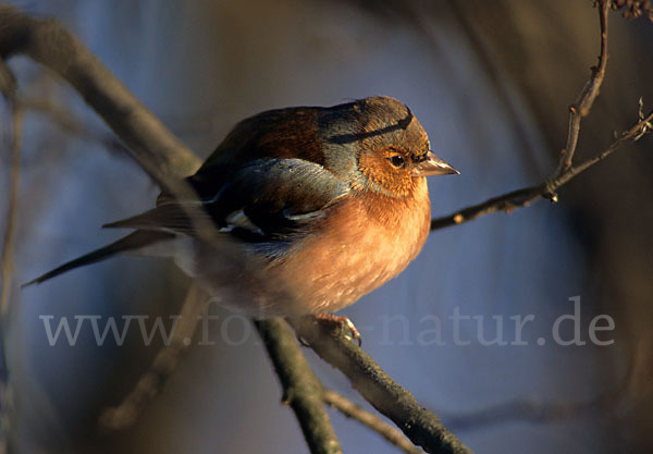 Buchfink (Fringilla coelebs)