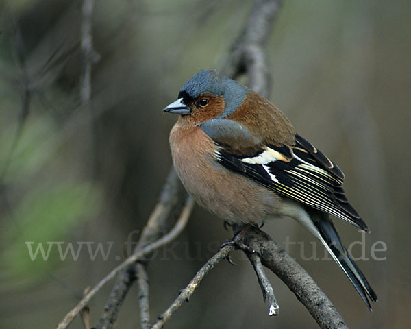 Buchfink (Fringilla coelebs)