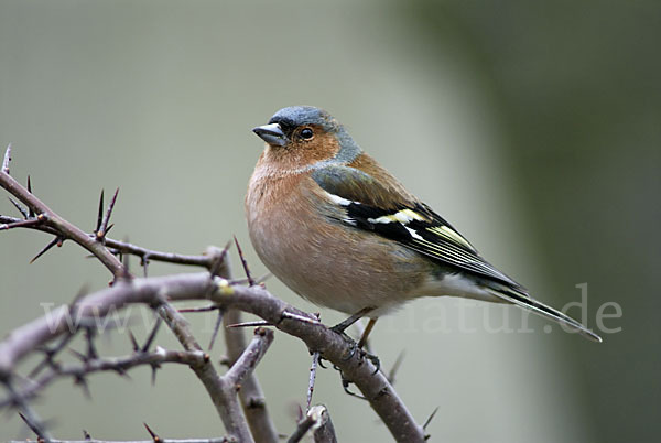 Buchfink (Fringilla coelebs)