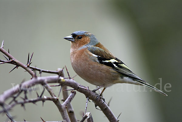 Buchfink (Fringilla coelebs)