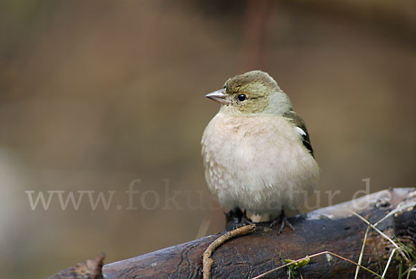 Buchfink (Fringilla coelebs)