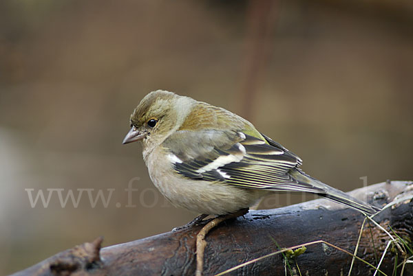 Buchfink (Fringilla coelebs)