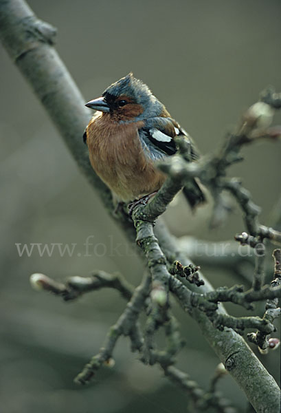 Buchfink (Fringilla coelebs)