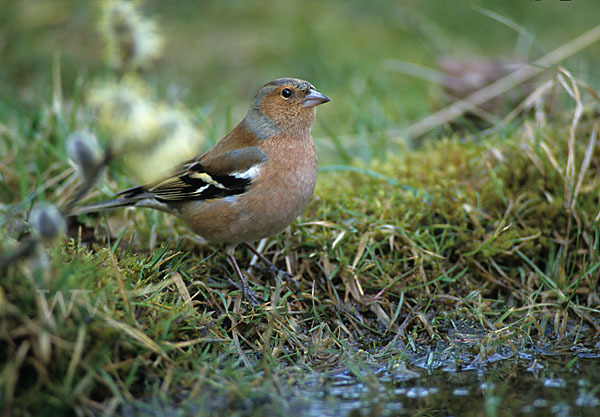 Buchfink (Fringilla coelebs)