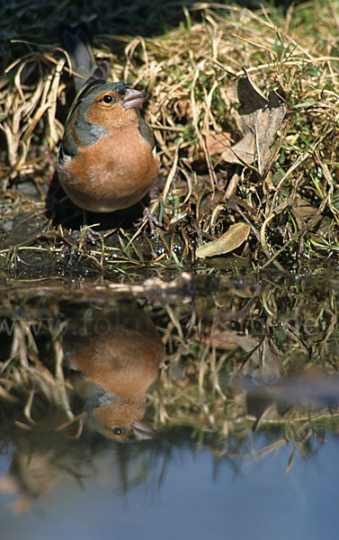 Buchfink (Fringilla coelebs)