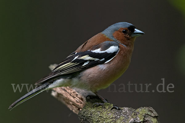 Buchfink (Fringilla coelebs)