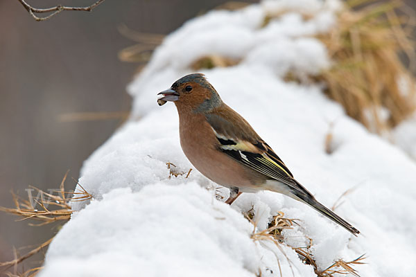 Buchfink (Fringilla coelebs)