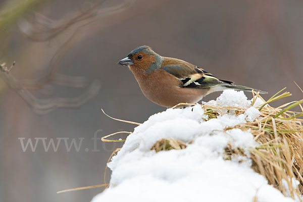 Buchfink (Fringilla coelebs)