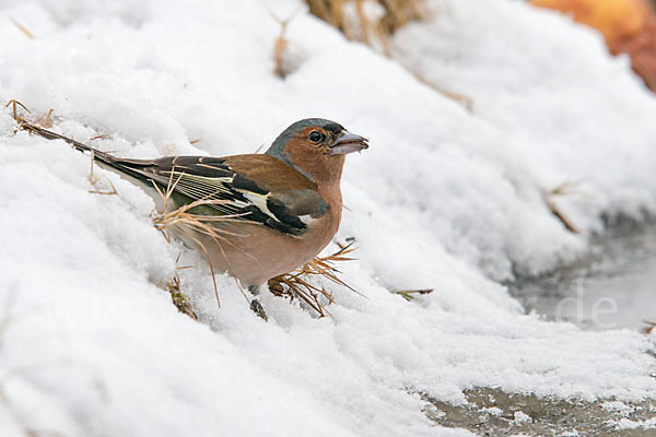 Buchfink (Fringilla coelebs)