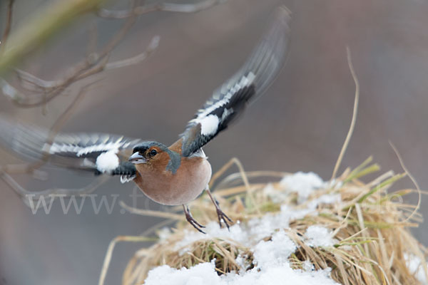 Buchfink (Fringilla coelebs)