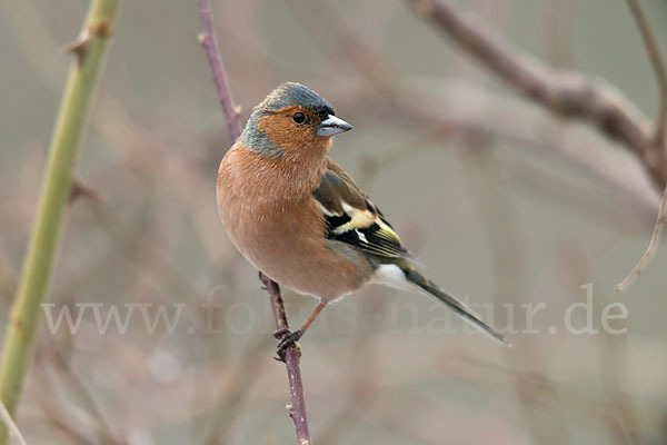 Buchfink (Fringilla coelebs)