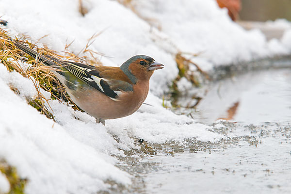 Buchfink (Fringilla coelebs)