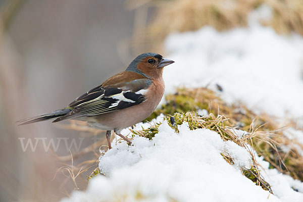 Buchfink (Fringilla coelebs)