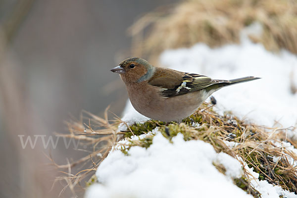 Buchfink (Fringilla coelebs)