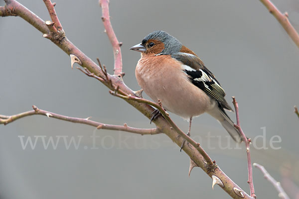 Buchfink (Fringilla coelebs)