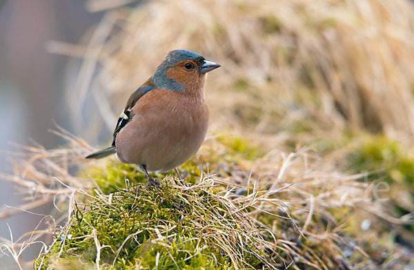 Buchfink (Fringilla coelebs)