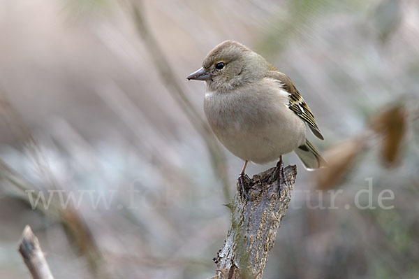 Buchfink (Fringilla coelebs)