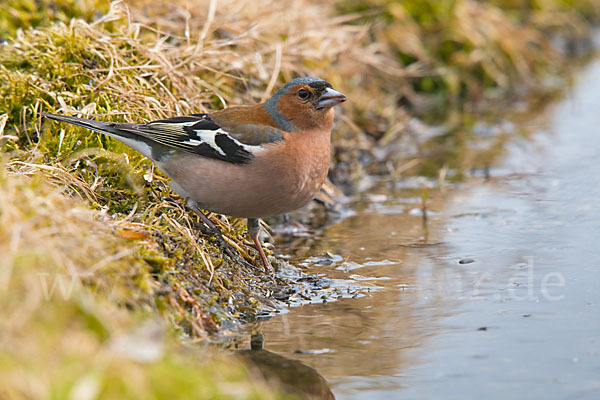 Buchfink (Fringilla coelebs)