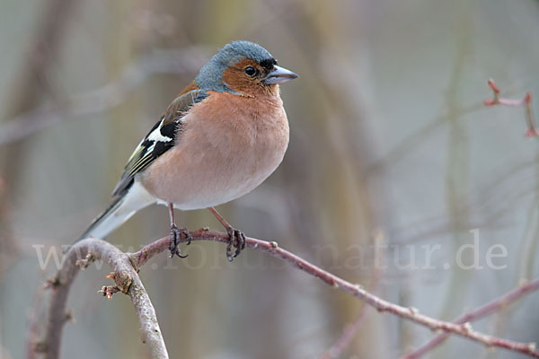 Buchfink (Fringilla coelebs)