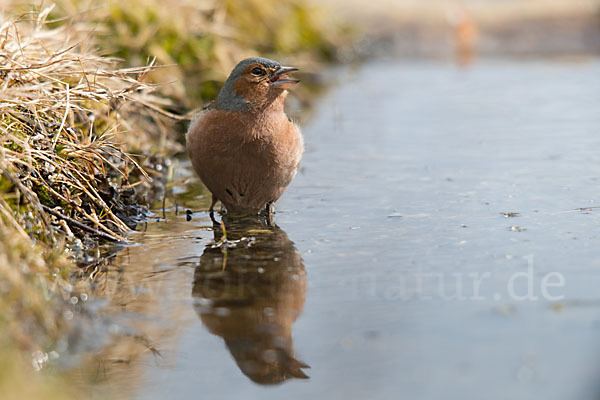 Buchfink (Fringilla coelebs)