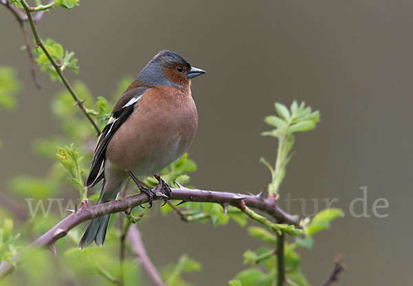 Buchfink (Fringilla coelebs)