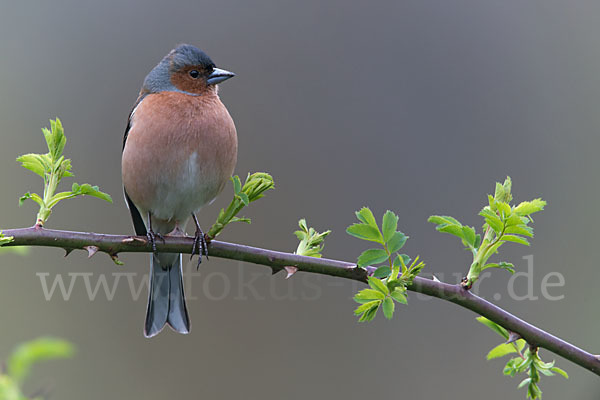 Buchfink (Fringilla coelebs)