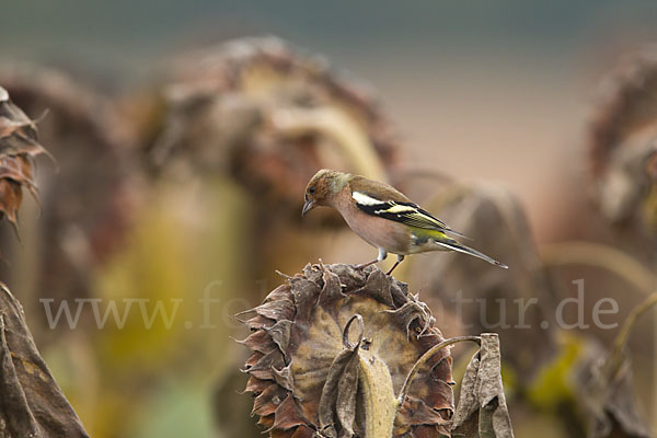 Buchfink (Fringilla coelebs)