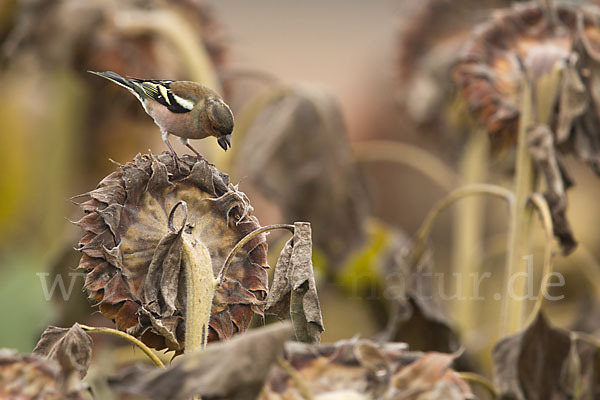 Buchfink (Fringilla coelebs)