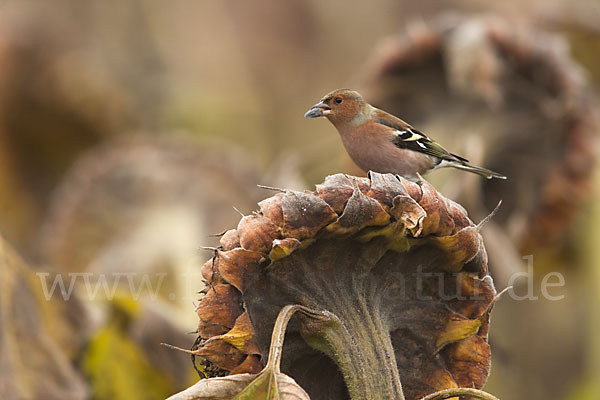 Buchfink (Fringilla coelebs)