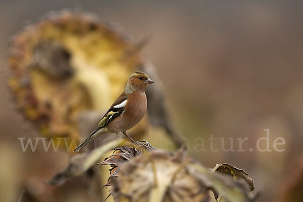 Buchfink (Fringilla coelebs)