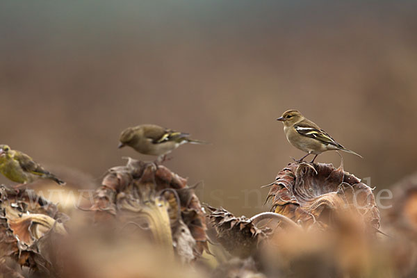 Buchfink (Fringilla coelebs)