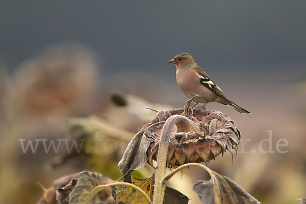 Buchfink (Fringilla coelebs)