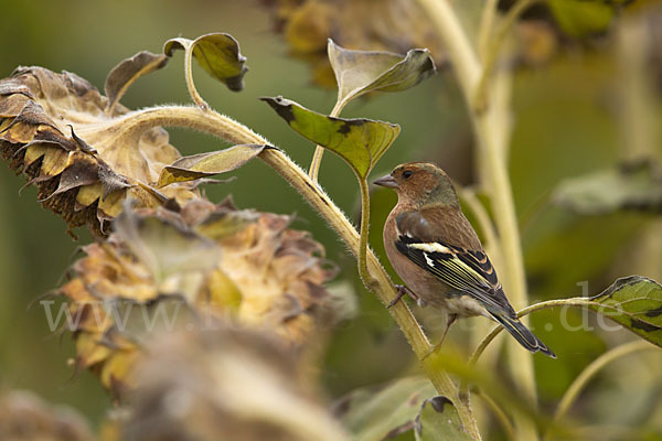 Buchfink (Fringilla coelebs)