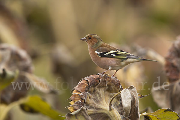 Buchfink (Fringilla coelebs)