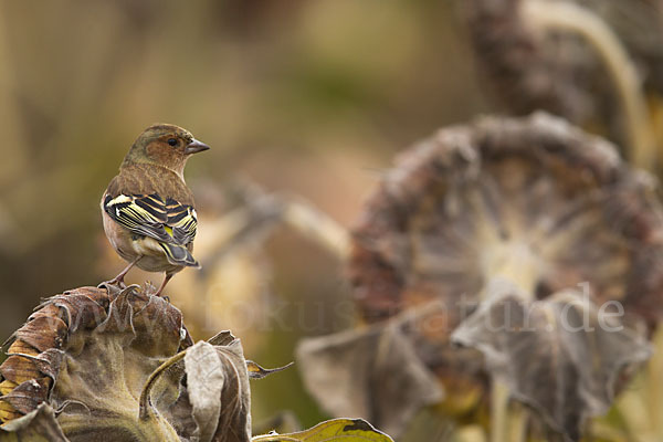 Buchfink (Fringilla coelebs)