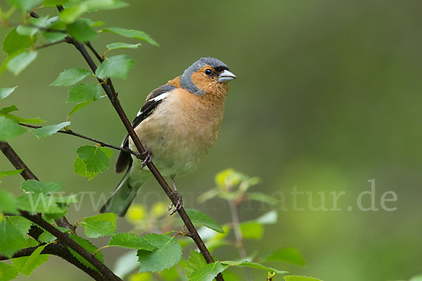 Buchfink (Fringilla coelebs)