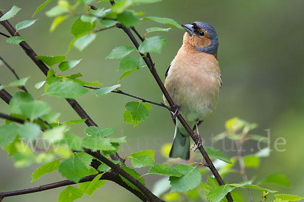 Buchfink (Fringilla coelebs)