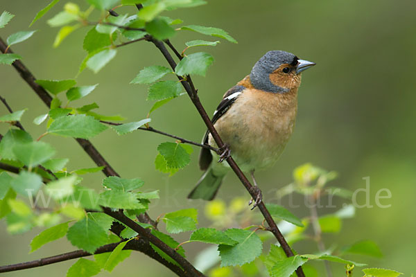 Buchfink (Fringilla coelebs)