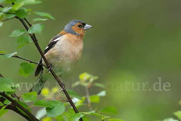 Buchfink (Fringilla coelebs)