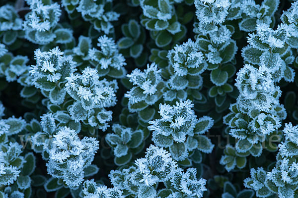 Buchsbaum (Buxus sempervirens)