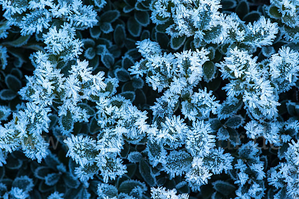 Buchsbaum (Buxus sempervirens)