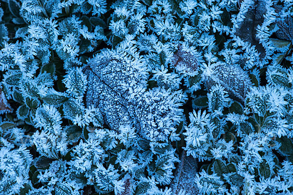 Buchsbaum (Buxus sempervirens)