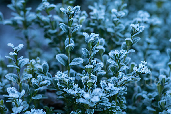 Buchsbaum (Buxus sempervirens)