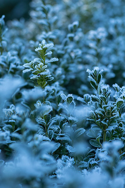 Buchsbaum (Buxus sempervirens)