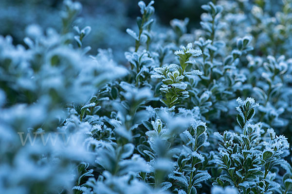 Buchsbaum (Buxus sempervirens)