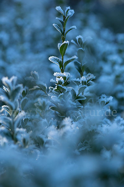 Buchsbaum (Buxus sempervirens)