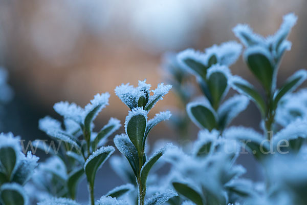 Buchsbaum (Buxus sempervirens)