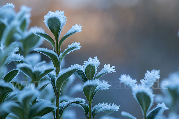 Buchsbaum (Buxus sempervirens)